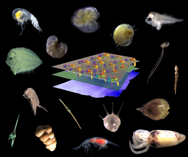 collage de fotos de especies marinas
