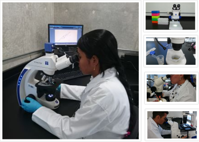 Collage de fotos de personal invemarino realizando labores en microscopios 