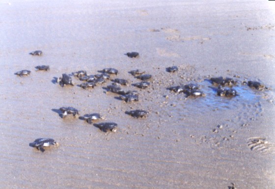 Tortugas Marinas del Pac�fico colombiano