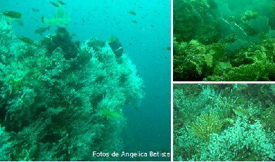 Figura 1. Carijoa riisei, octocoral invasor en localidades del Pacífico colombiano. 