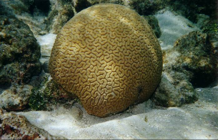 An�lisis hist�rico de los impactos naturales  y antr�picos sobre los arrecifes  coralinos del Parque Nacional Natural Corales del Rosario