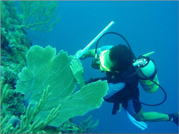 Estado actual y crecimiento del abanico de mar <i>Gorgonia ventalina</i> (Cnidaria: Gorgoniidae) en el �rea de San Andres, Caribe colombiano