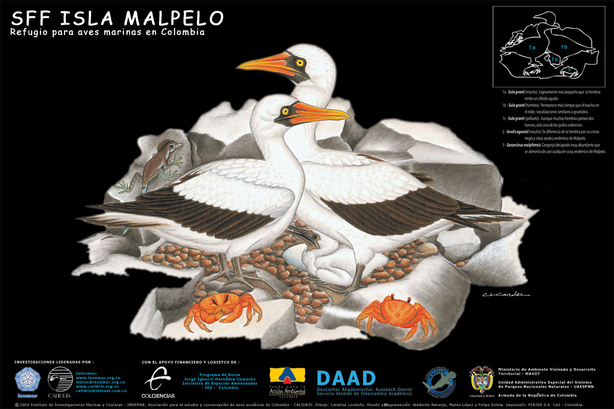 Esquemas de competencia y uso de recursos en aves marinas de Malpelo