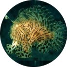 Investigando la biodiversidad en nuestros litorales y espacios oce�nicos