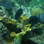 Biodiversidad de las comunidades del margen continental colombiano. fase 1. comunidades coralinas de profundidad (100 � 300 m)