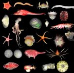 Integraci�n del Sistema de Informaci�n sobre Biodiversidad Marina a Ocean Biogeographic Information System OBIS, Fase I. 