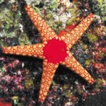 Natural Geographic in shore areas, NAGISA