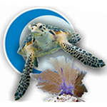 Culmina proyecto de caracterizaci�n gen�tica de tortugas Carey