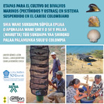 Etapas para el cultivo de bivalvos marinos en sistema suspendido en el Caribe Colombiano