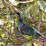 Aves del estuario del r�o Sin�