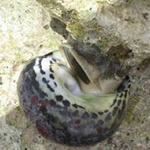 En el Caribe especies como el camar�n blanco y el lebranche est�n amenazadas por su sobreexplotaci�n