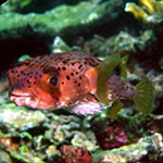 Arrecifes coralinos, ecosistema emblema por su belleza e importancia ecol�gica para el Planeta