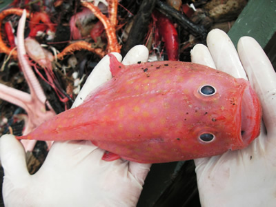 Caracterización de macrofauna Proyecto ANH II especie <em>Chaunax suttkusi</em>