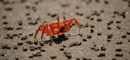 foto de un cangrejo