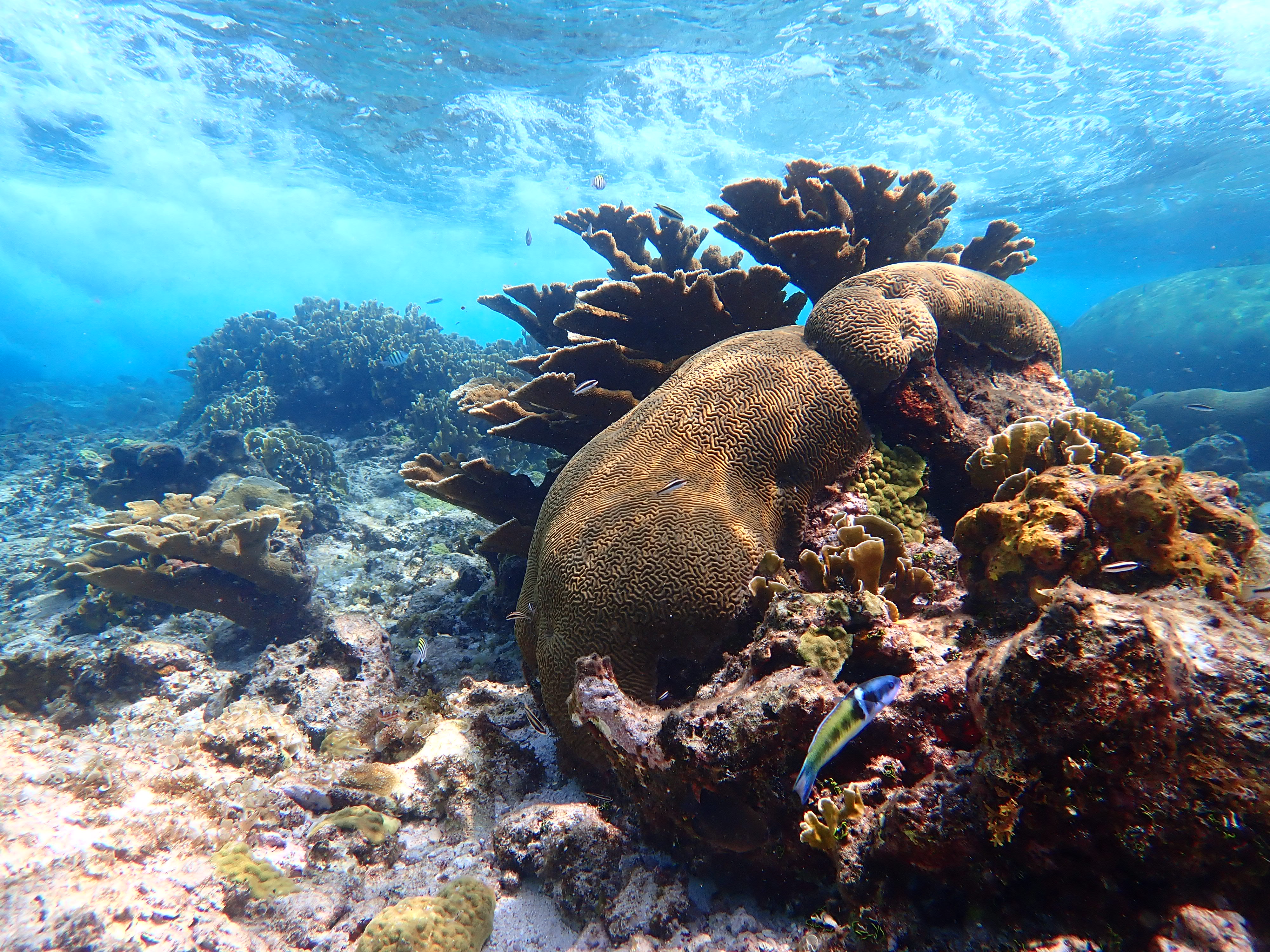 foto de Isla de san andres, barrera coralina en Johnny Cay