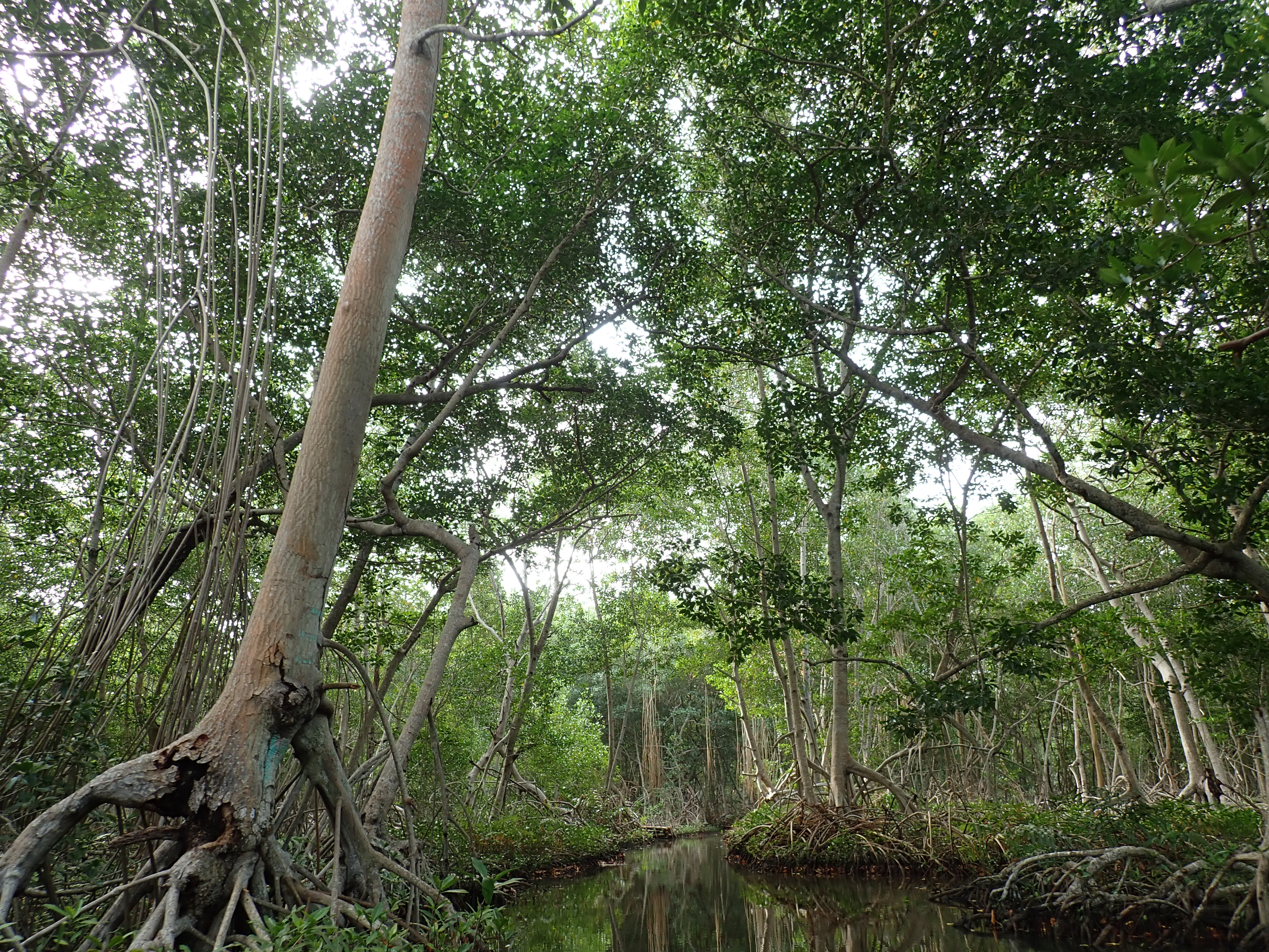 Foto del Manglar Cispata cañoLucas SeleneRojas