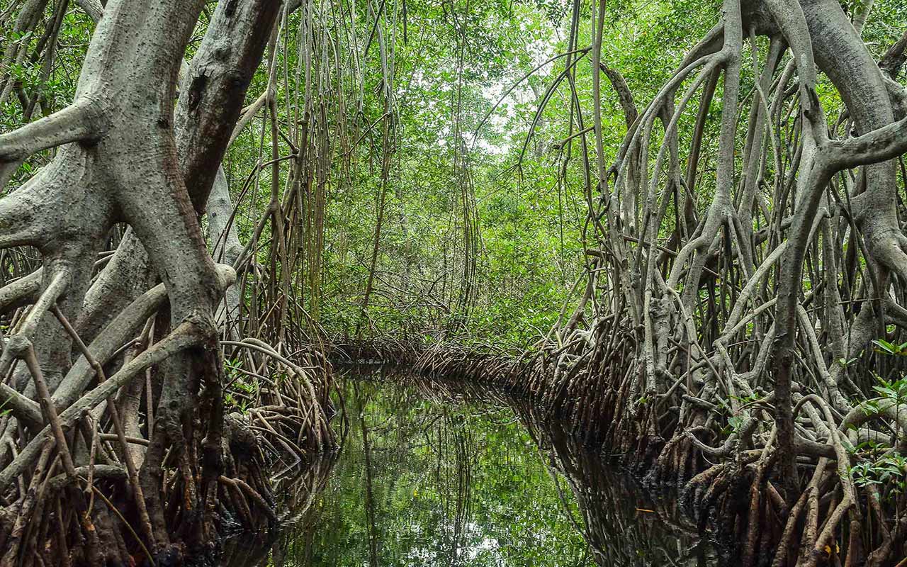 Fotos de manglares 