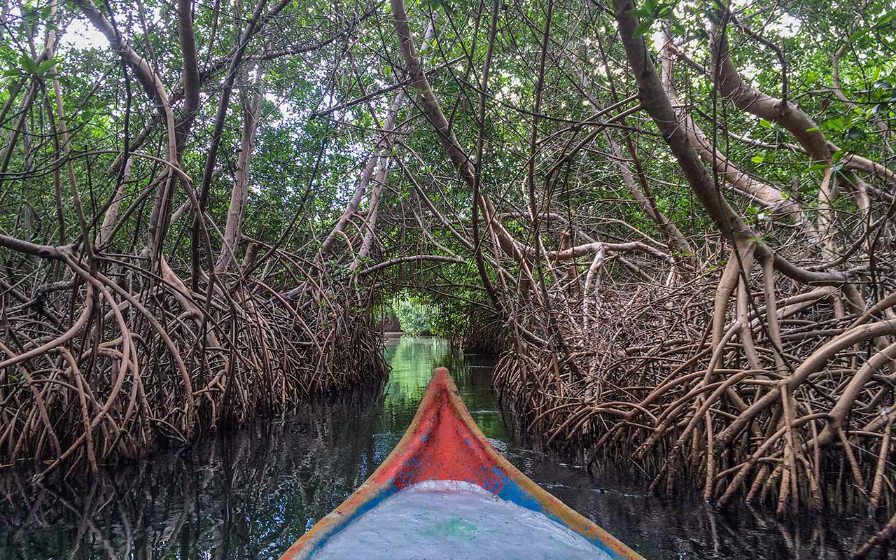 Foto de manglar