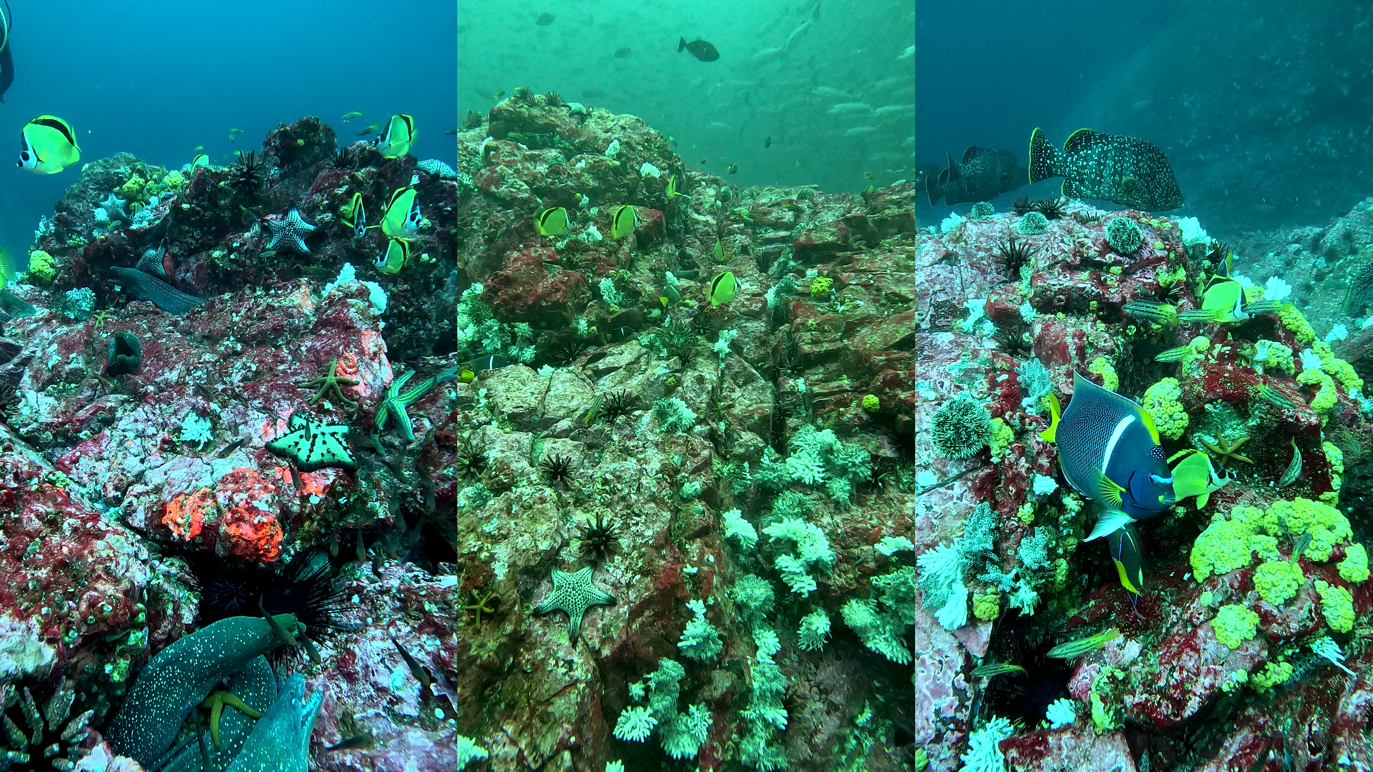 En el marco del proyecto “Exploración de la biodiversidad de los montes submarinos profundos y estrategias de monitoreo de AMP en el Pacífico colombiano a lo largo de gradientes batimétricos”, suscrito entre INVEMAR y la Friends of the Charles Darwin Foundation, se llevó a cabo la expedición científica mesofótica al Santuario de Fauna y Flora Malpelo, en cooperación con Parques Nacionales Naturales, la Universidad del Valle y la Fundación Malpelo. Durante los 16 días de expedición, el equipo exploró hábitats mesofóticos y profundos, identificando 34 nuevas formas del relieve submarino, incluyendo tres colinas bautizadas como “las trillizas”. En estos sitios prístinos se documentó una abundante biodiversidad de peces, esponjas, crustáceos, corales blandos y equinodermos, lo que resalta el valor ecológico y científico del área.  Los resultados fortalecerán la gestión y conservación del SFF Malpelo y serán compartidos en plataformas de datos abiertos, promoviendo la ciencia abierta y la colaboración regional en la investigación de ambientes marinos profundos.