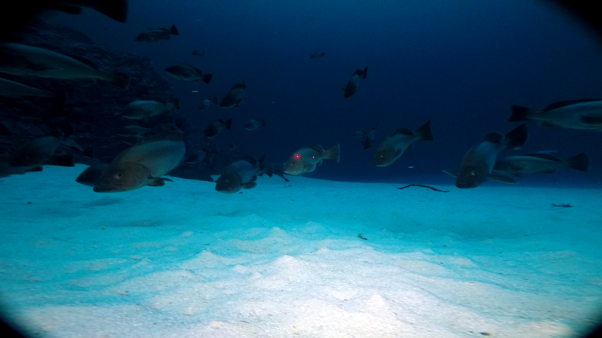Fondo de arena malpelo