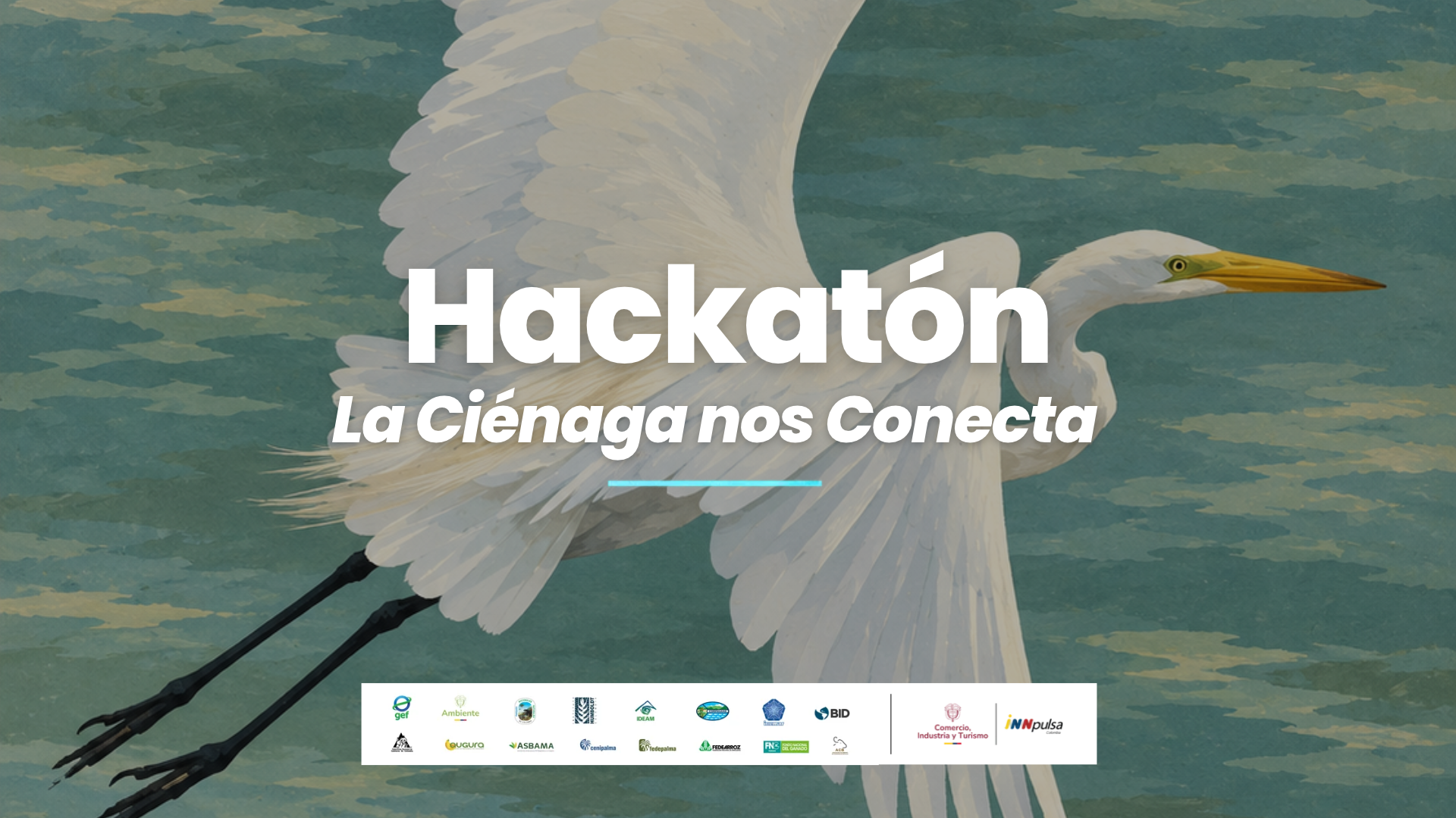 Con el apoyo de iNNpulsa Colombia, la iniciativa busca conectar el conocimiento científico, la innovación y la participación comunitaria para enfrentar uno de los desafíos ambientales del ecosistema. En el marco del proyecto Conservación y Uso Sostenible de la Ciénaga Grande de Santa Marta (GEF7-CGSM), ejecutado por el Instituto de Investigaciones Marinas y Costeras (INVEMAR), se realizó el lanzamiento virtual de la hackatón ‘La Ciénaga Nos Conecta’, un espacio de innovación abierta que convoca a investigadores, estudiantes, emprendedores, organizaciones y comunidades de todo el país a proponer soluciones sostenibles frente a la proliferación de macrófitas acuáticas. Durante el encuentro se presentó el reto central: ¿Cómo transformar el problema de la proliferación de macrófitas acuáticas en una oportunidad para conservar, restaurar y generar valor en la Ciénaga Grande de Santa Marta? Esta problemática, asociada a la expansión de especies como el buchón de agua (Pontederia crassipes) y Hydrilla verticillata, ha afectado la circulación del agua, las condiciones ecológicas del sistema y actividades como la pesca y la navegación, especialmente en comunidades como Nueva Venecia y Bellavista. La hackatón busca identificar alternativas innovadoras para el control, aprovechamiento y transformación sostenible de estas plantas, considerando su función ecológica y las necesidades de las comunidades. Las propuestas podrán incorporar herramientas tecnológicas, principios de economía circular y conocimientos locales.