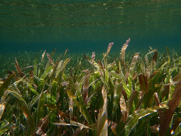 Foto de pasto marino 