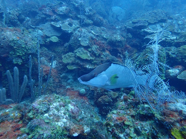 Foto en isla de providencia de un Pargo pluma Lachnolaimus maximus