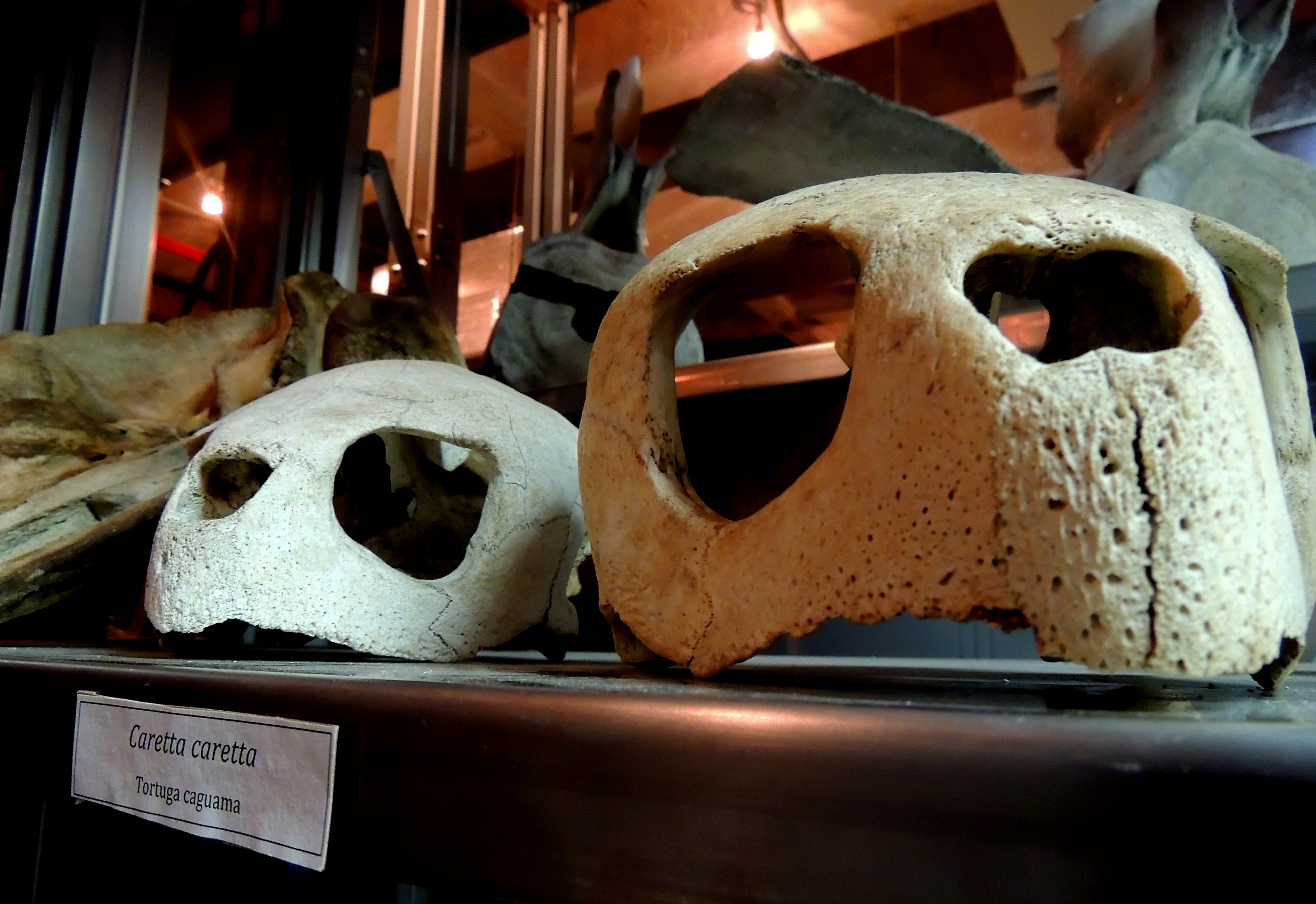 Fotos de cráneos de tortuga Careta coretta  