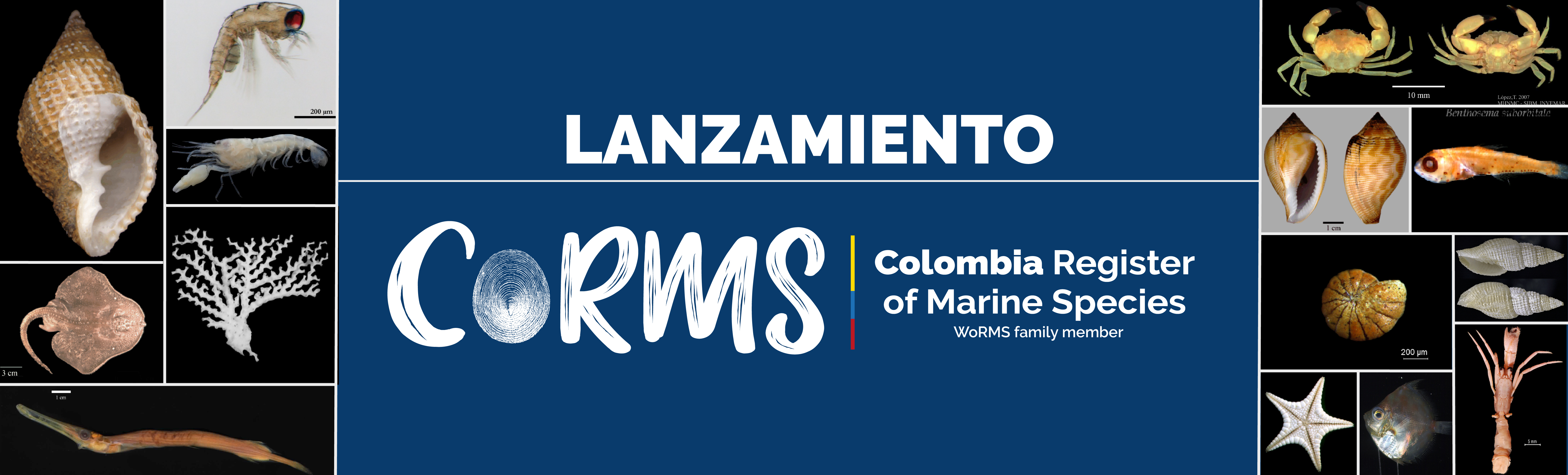 Lanzamiento del portal web de registro de especies marinas de Colombia - CoRMS